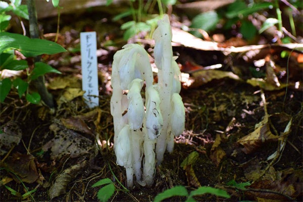 六甲高山植物園でギンリョウソウモドキが7年ぶりに開花、希少な寄生植物の観察機会を提供