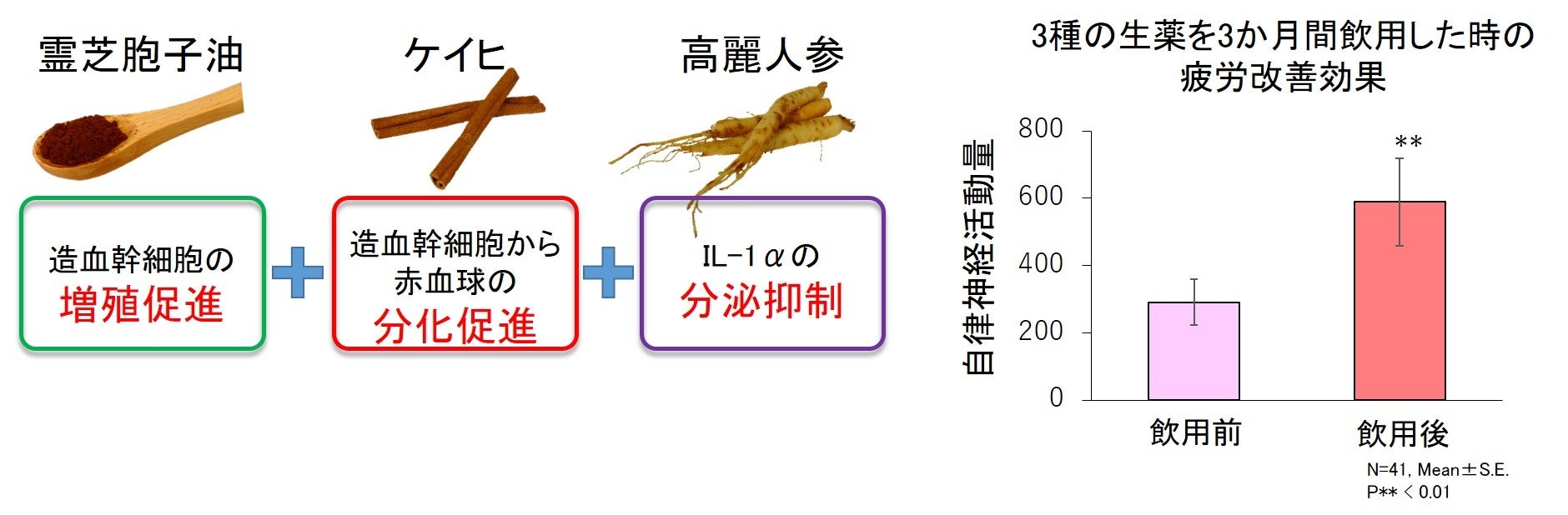 日本メナード化粧品が霊芝胞子油の新効果を発見、造血幹細胞を増やし疲労改善に期待